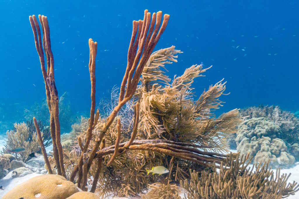 coralli persi caraibi report