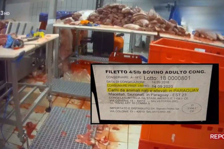 Scandalo carne scaduta: chi l’ha mangiata? Nuovi dettagli inquietanti sullo stabilimento Bervini (che ancora macella animali!) 3 carne scaduta macello Bervini.jpg