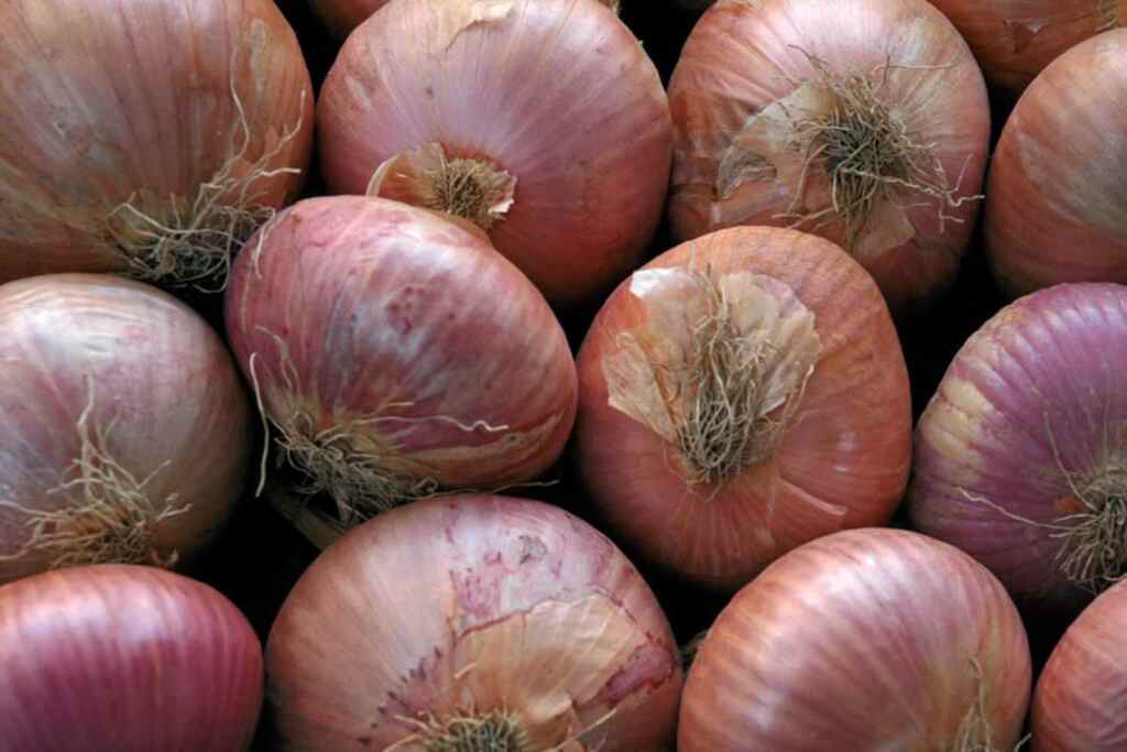 cipolla ramata montoro