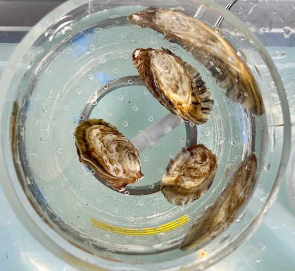 Se mangi ostriche o cozze, preparati! Entro il 2050 non ce ne saranno più nel Mediterraneo 2 cozze studio.jpg