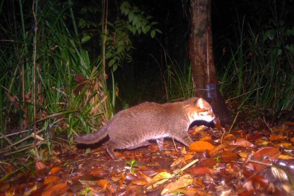gatto dalla testa piatta ritrovato in thailandia