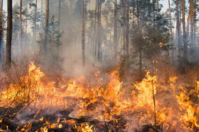 incendio bosco danni suolo c 768x512.jpg