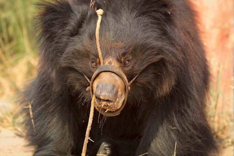 “Ballare” con una corda nel muso: la verità sugli orsi danzanti dell’India 4 orsi ballerini.jpg