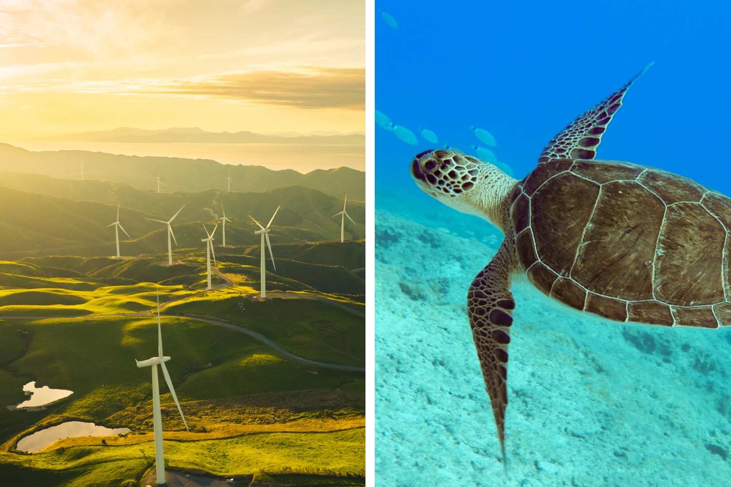 10 vittorie per il Pianeta che hanno reso migliore il nostro 2025 1 vittorie 2025.jpg