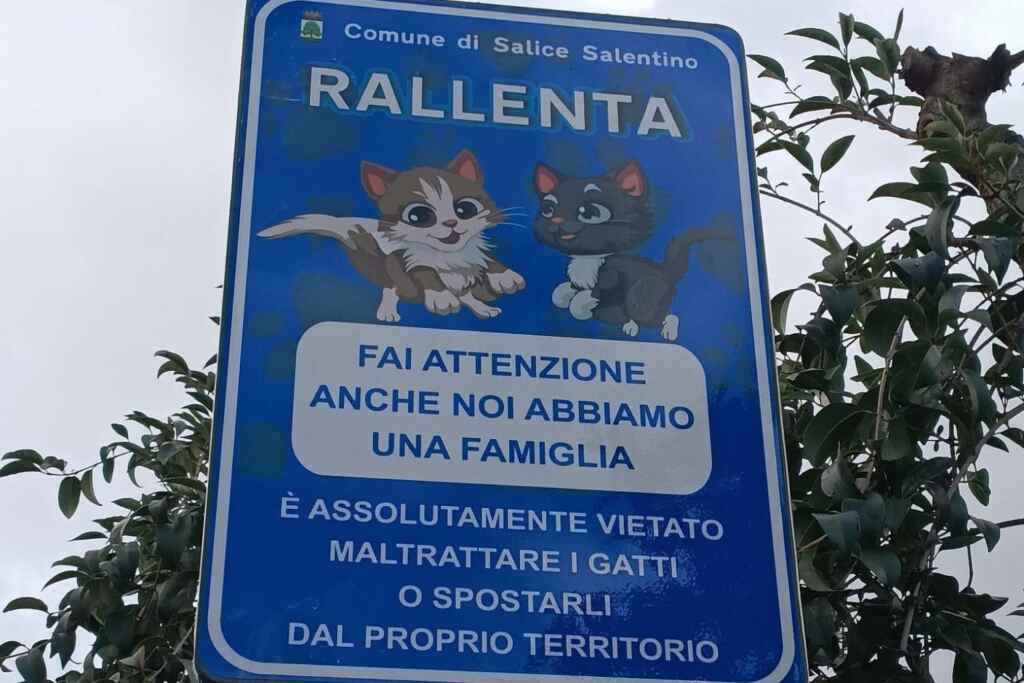 Attraversamento gatti