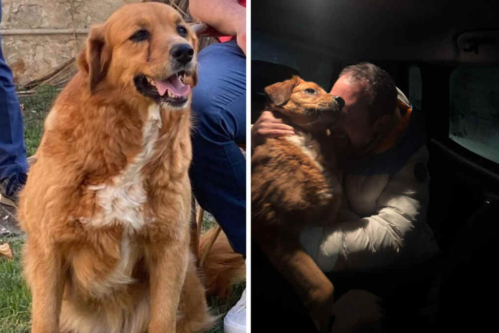 Cagnolina scappa impaurita dai botti di Capodanno: ritrovata Betty, dopo giorni di ricerche e appelli sui social 2 Betty Capodanno