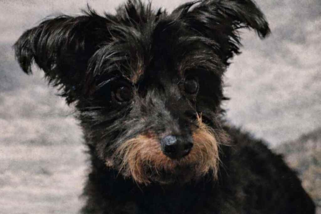 Cane lanciato 4 metri