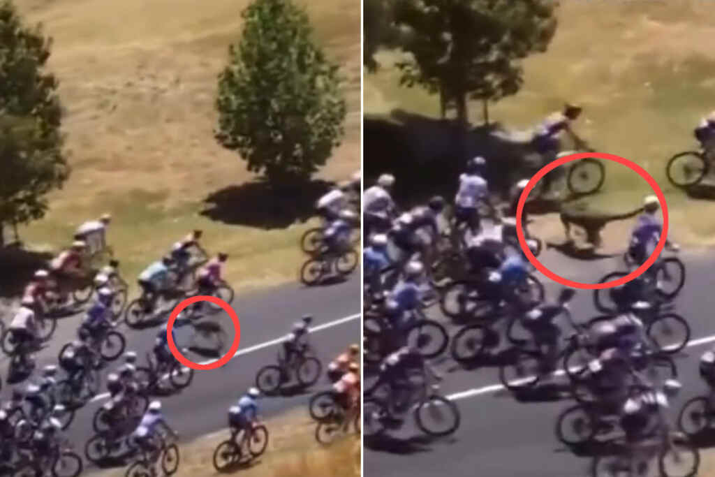 Canguro attraversa la strada al Tour Down Under e provoca una maxi caduta tra i ciclisti 2 Canguro Tour Down Under