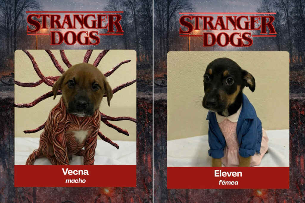 Cani Stranger Things
