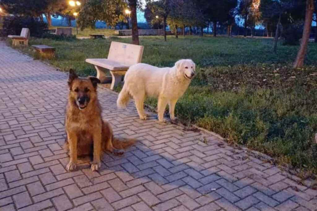 Billy e Bianca brutalmente uccisi a fucilate: l’esecuzione di due cani di quartiere in provincia di Taranto lascia senza parole 2 Cani fucilate