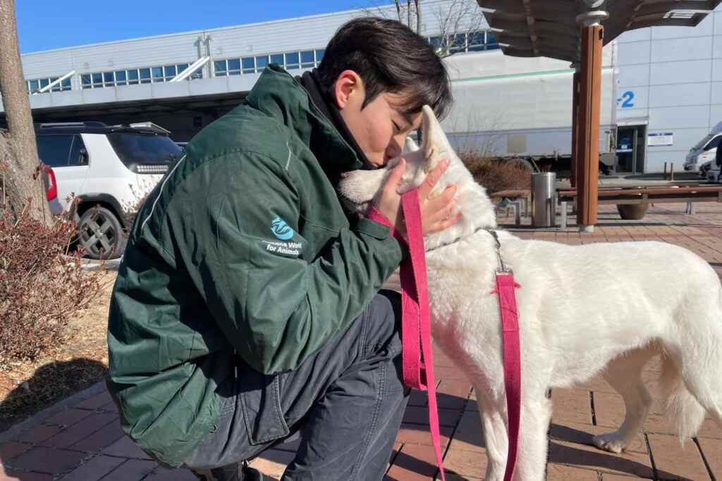 Nuova vita per 16 cani salvati da un allevamento di carne in Corea: saranno adottati in Canada 2 Cani salvati Corea