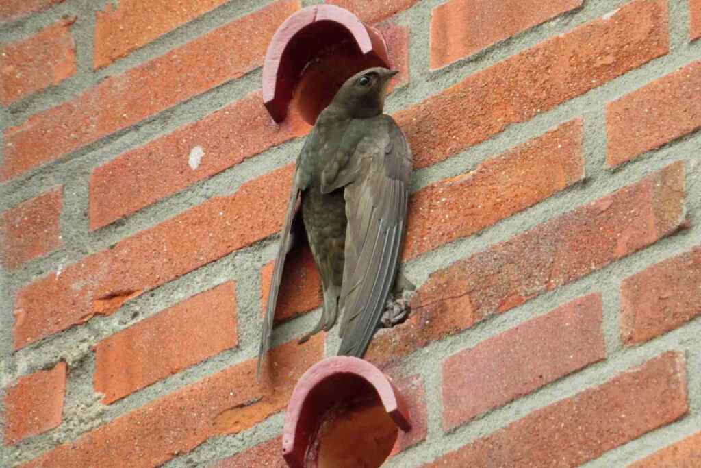 Mattoni con casette per uccelli obbligatori per legge nei nuovi edifici: così la Scozia protegge i rondoni 1 Casette uccelli