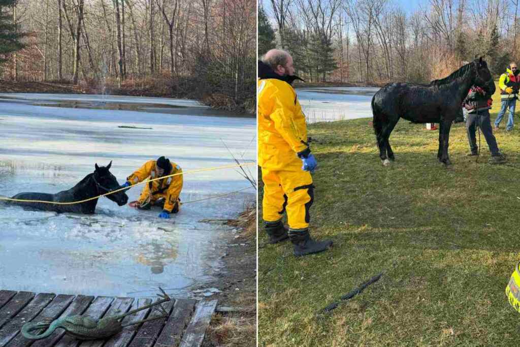 Cavallo cade in un torrente ghiacciato: un’intera comunità si mobilita per salvare Frosty (e curarlo) 2 Cavallo ghiaccio 2
