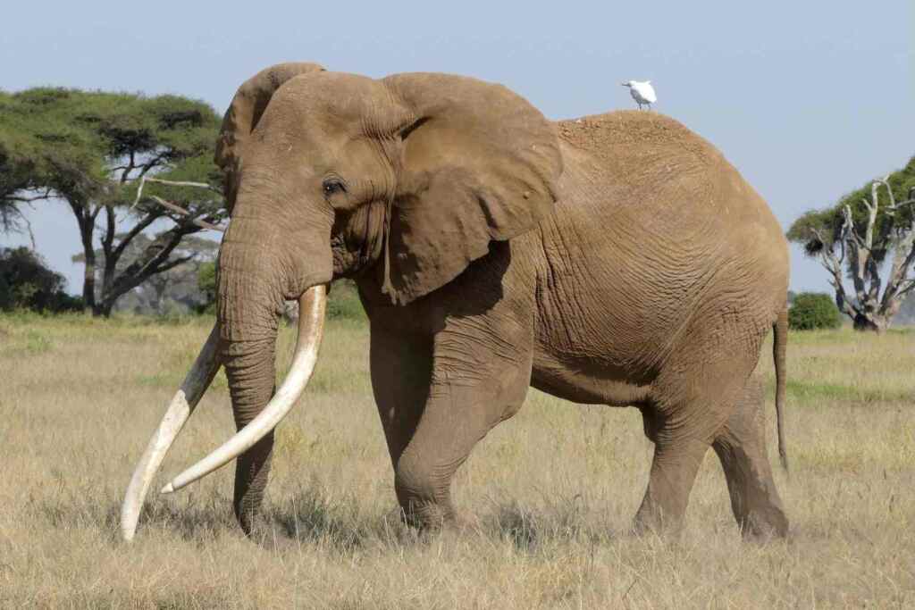 Addio all’elefante Craig, morto uno degli ultimi super tusker dalle zanne enormi (e fra i più fotografati dell’Africa) 2 Elefante Craig