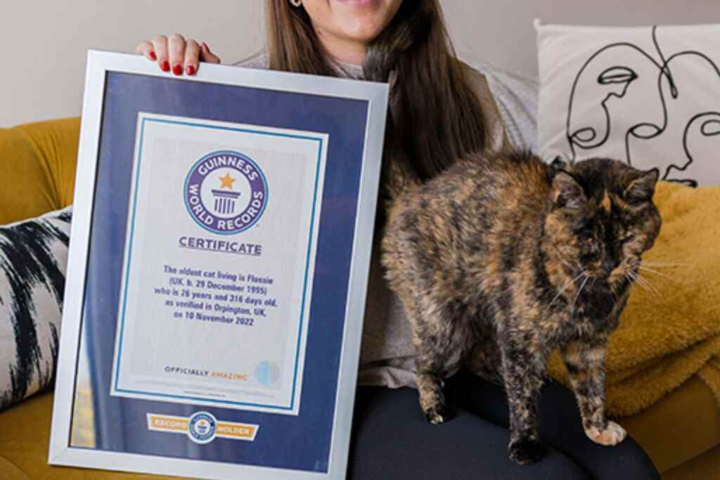 La gatta più anziana al mondo ha compiuto 30 anni: ecco il segreto della longevità di Flossie 1 Flossie