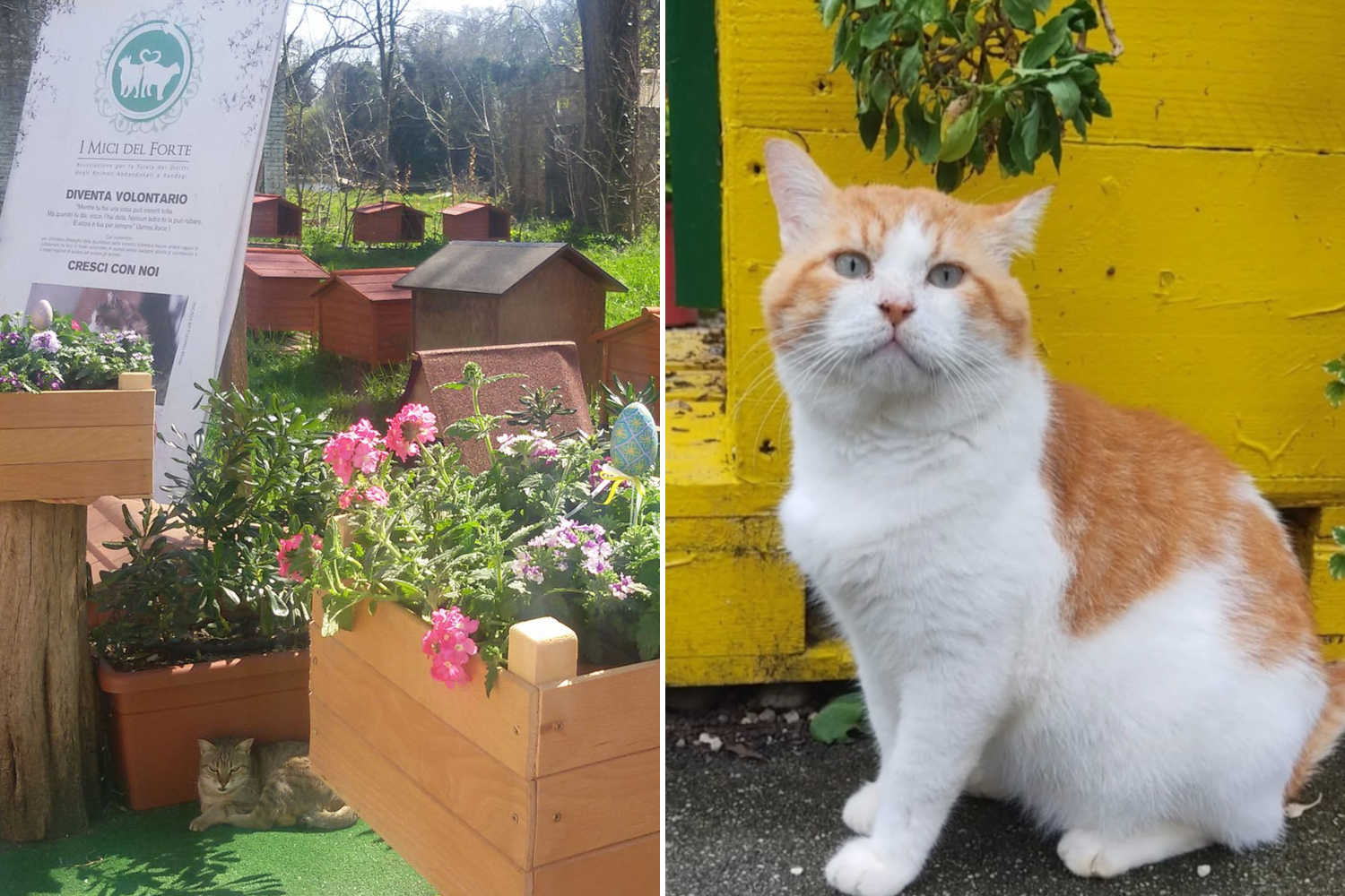 “Le casette per gatti sono abusive, vanno demolite”: l’associazione dei mici di Forte Marghera annuncia ricorso (e lancia una petizione) 2 Gatti Marghera 3