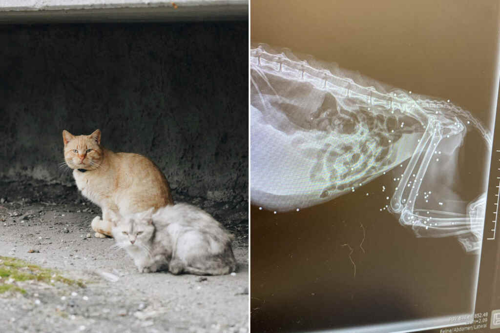 Gattina anziana e malata crivellata con 77 pallini ad Anzio: “questo è ciò che l’essere umano riesce a fare” 2 Gatto pallini