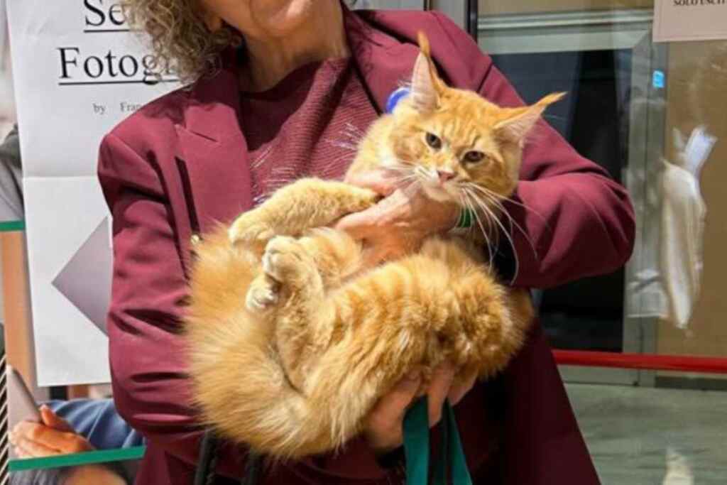 Questo cucciolo arancione di Maine Coon è stato eletto il gatto più bello del mondo (e vive in Italia) 2 Gatto più bello