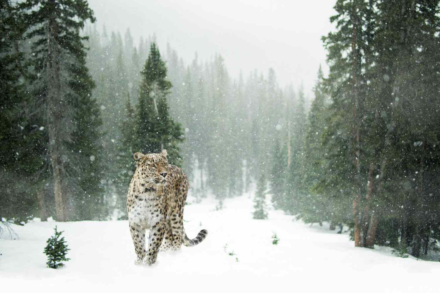 Si avvicina troppo a un raro leopardo delle nevi per fotografarlo e viene aggredita: gli animali non sono attrazioni turistiche 2 Leopardo nevi