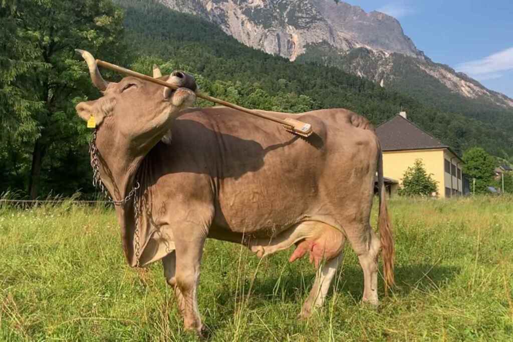 La mucca Veronika che usa una scopa per grattarsi (sorprendendo tutti) ci dimostra che abbiamo sottovalutato gli animali 2 Mucca Veronika