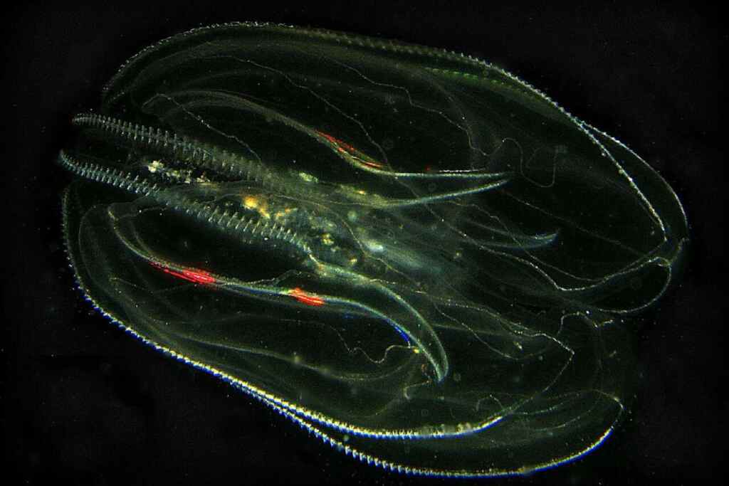 Noce di mare 1024x683 1