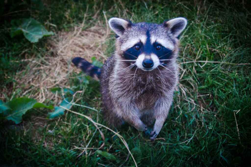 Procioni animali domestici