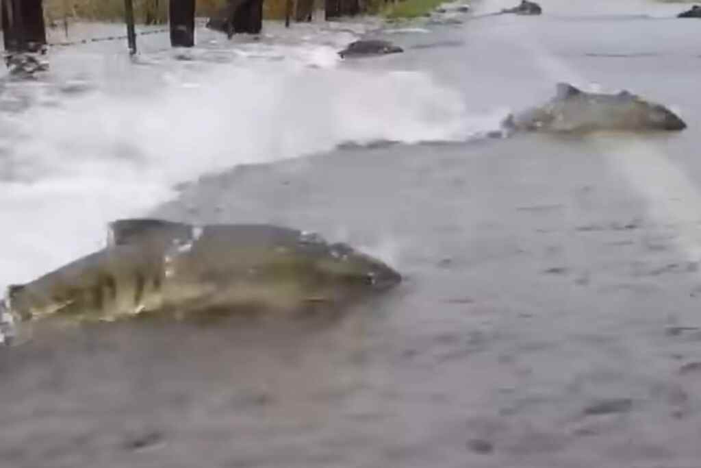 Non è IA! Questi salmoni sono davvero costretti ad attraversare le strade per riprodursi nello Stato di Washington 2 Salmoni attraversano
