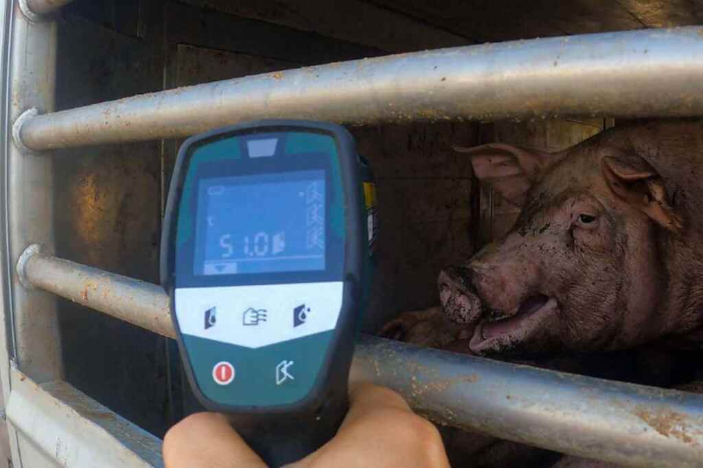 Il trasporto di animali vivi è un inferno: i cittadini italiani sono i più preoccupati in Europa (e chiedono tutele) 2 Trasporto animale sondaggio