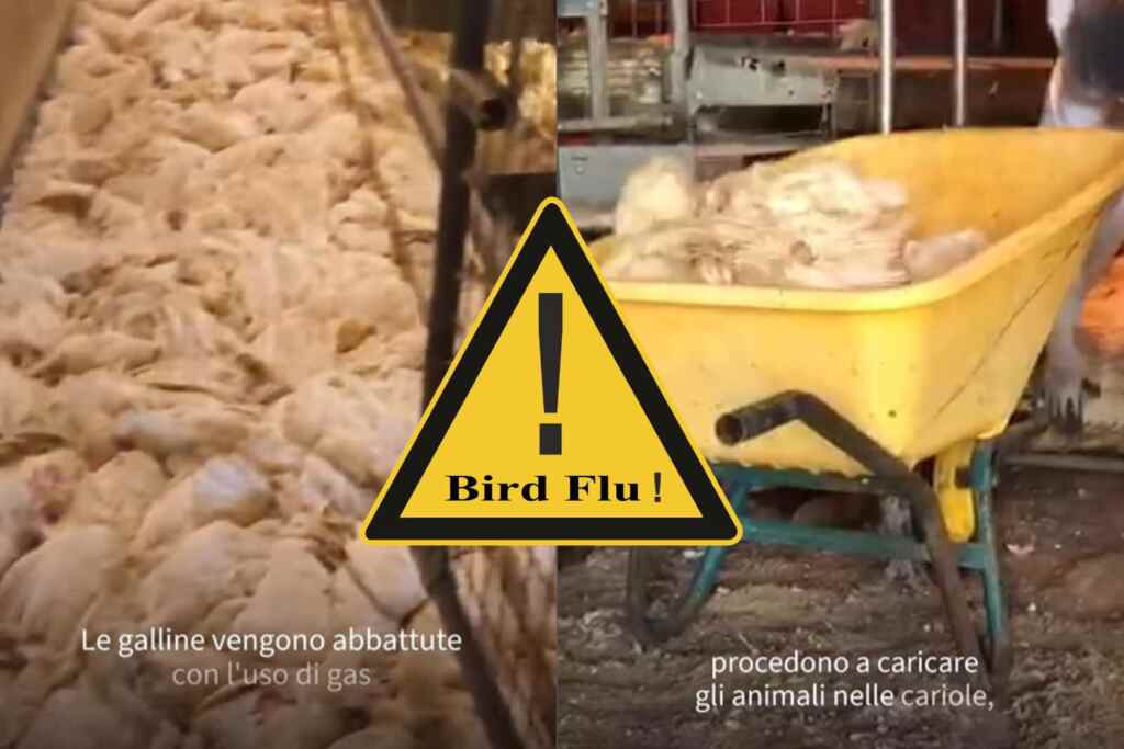Influenza aviaria in un maxi allevamento: abbattute un milione di galline, le immagini shock nella nuova inchiesta di Report 2 aviaria food for profit