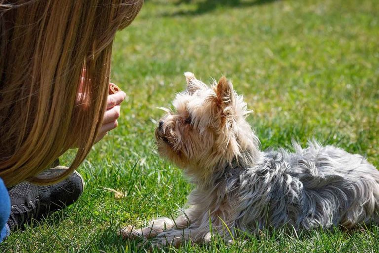 Ti fermi spesso a salutare cani sconosciuti in strada? Quel gesto svela più di quanto immagini 2 cane.jpg