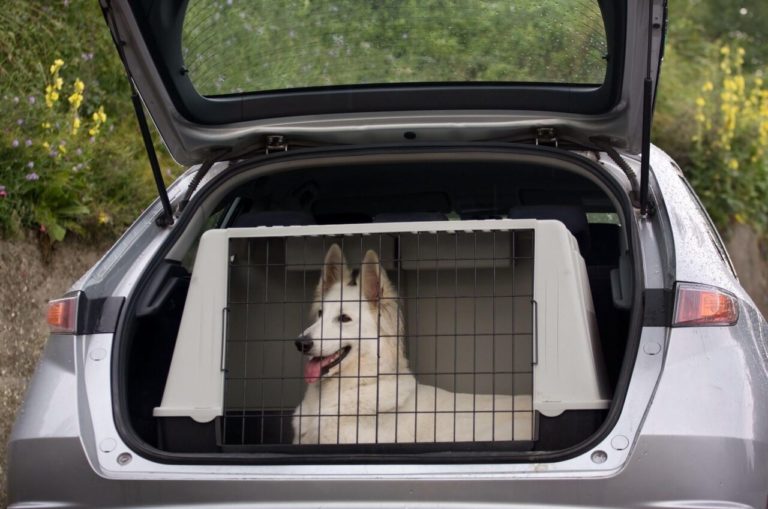 Animali in auto: come trasportarli in tutta sicurezza 4 cane in auto2 e1768931513489.jpg