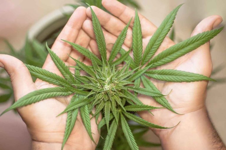 La cannabis non ha sempre prodotto THC, lo studio che mostra l’evoluzione psicoattiva della canapa 2 cannabis.jpg