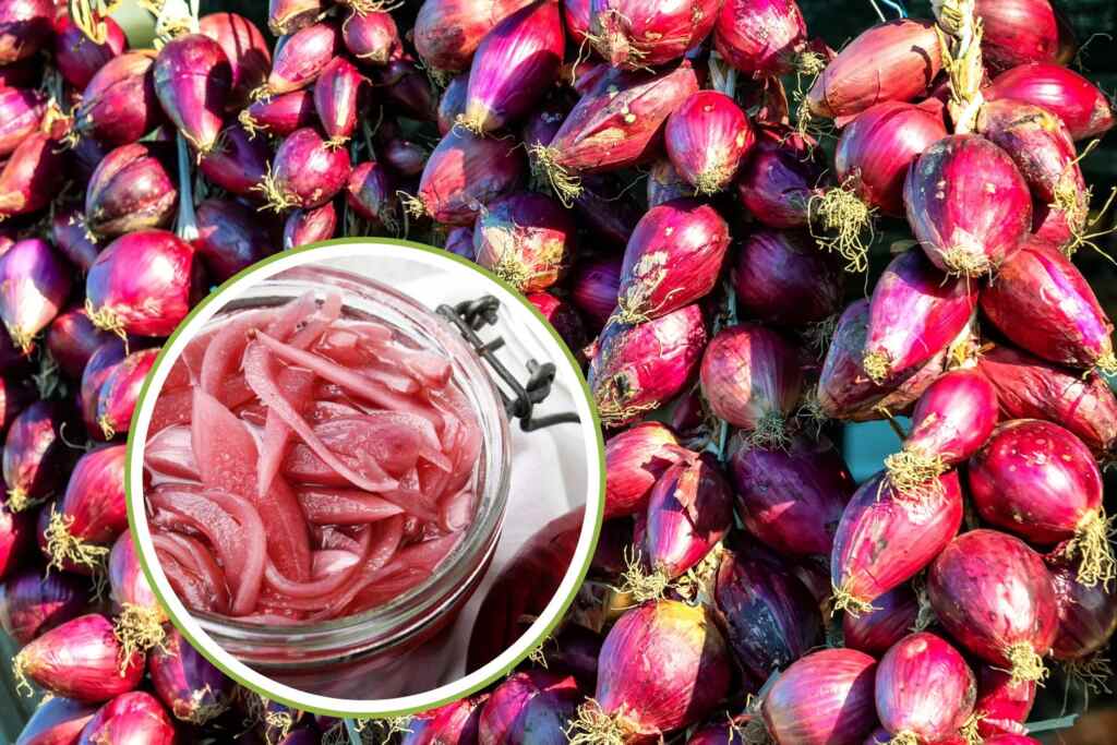 Cipolla Rossa di Tropea IGP: la regina dei bulbi dolci, coltivazione e 5 ricette in agrodolce per conservarla 2 cipolle tropea
