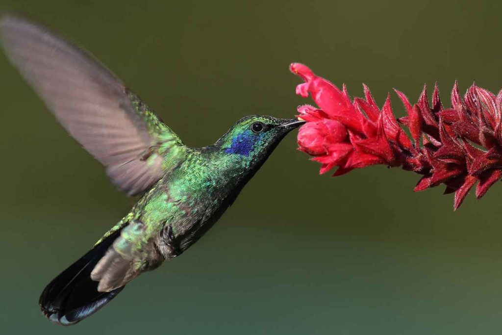 colibri.jpg