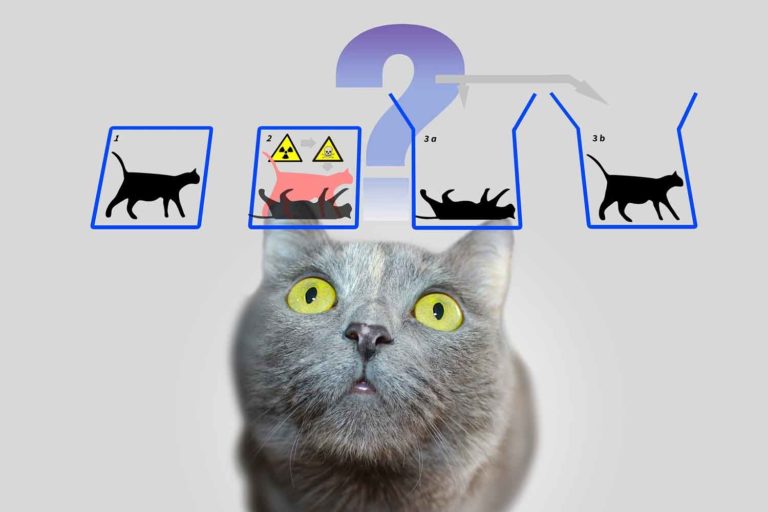 Iniziò tutto con un gatto: 100 anni di stranezze quantistiche dietro la tecnologia che usiamo ogni giorno 2 gatto di Schrodinger.jpg