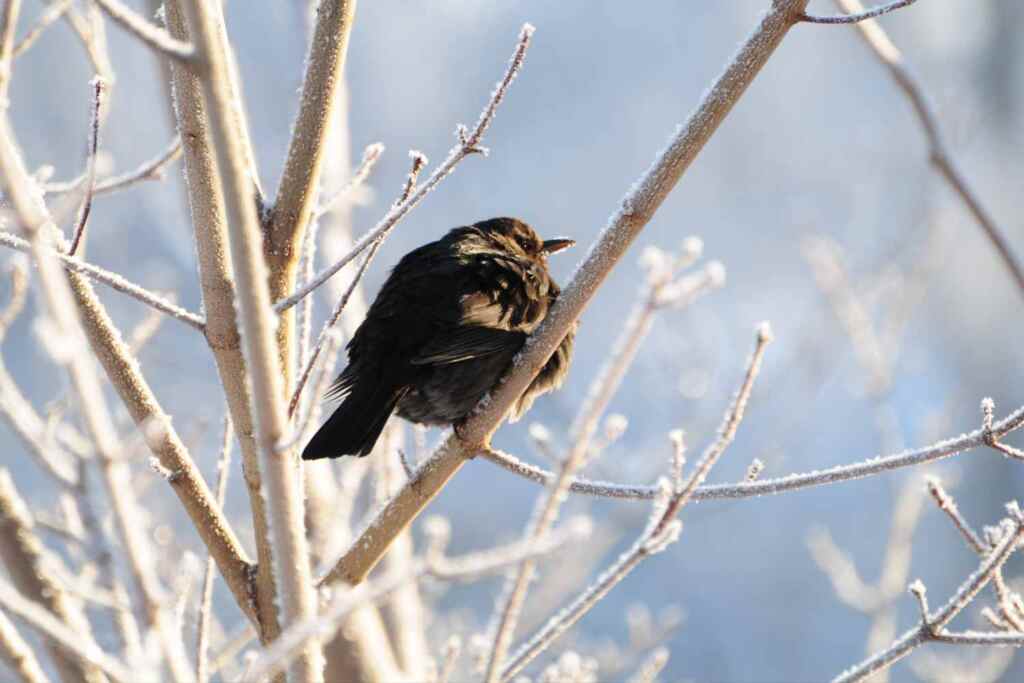 Giorni della Merla: saranno davvero i più freddi del 2026? Ecco cosa dicono le previsioni meteo 1 giorni della merla