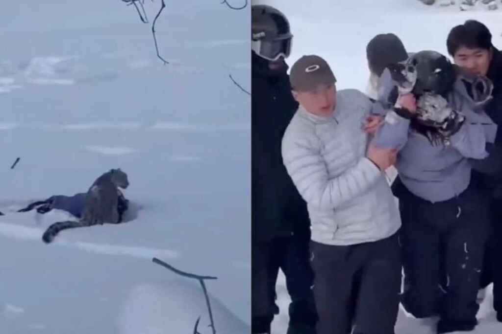 Si avvicina troppo a un raro leopardo delle nevi per fotografarlo e viene aggredita: gli animali non sono attrazioni turistiche 1 leopardo nevi 1 1024x683 1