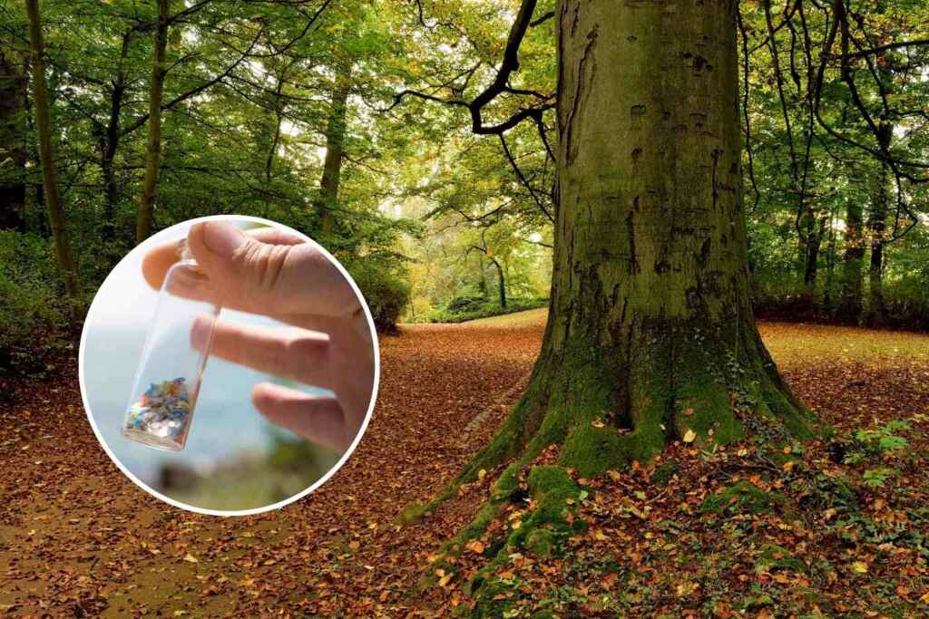 microplastiche boschi