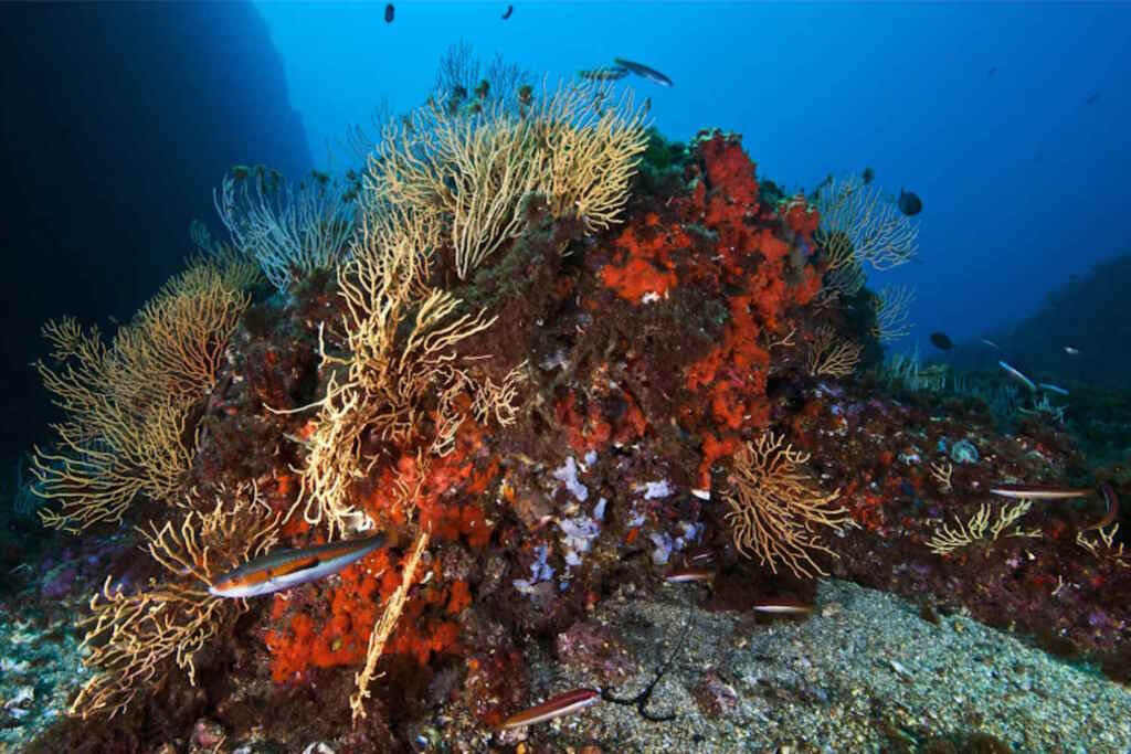 Il meraviglioso video che svela la “barriera corallina” nascosta sotto il mare di Napoli 2 Area Marina Protetta della Gaiola