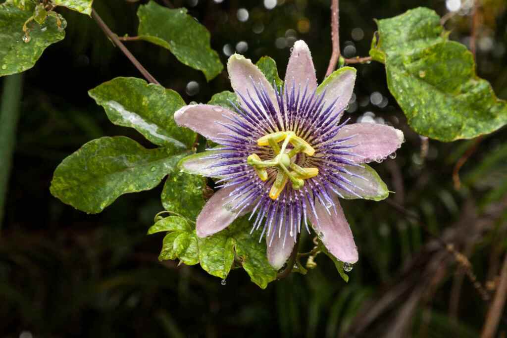 passiflora incarnata