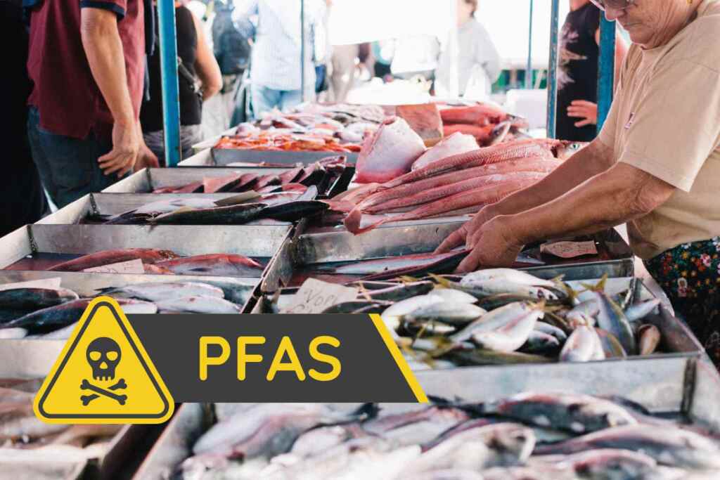 Pfas nel pesce: ecco come i contaminanti viaggiano attraverso il commercio internazionale (e arrivano nei nostri piatti) 2 pfas pesce