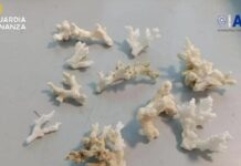 Palermo – Tornano da Mauritius e Maldive con coralli a rischio estinzione nascosti in valigia