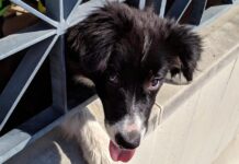 Padova – Cane resta incastrato con la testa in una ringhiera: salvato dai Vigili del Fuoco