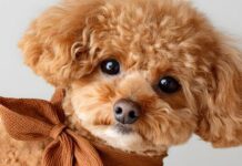 Star di TikTok, ma nella sporcizia: i Carabinieri sequestrano un canile abusivo nel Napoletano