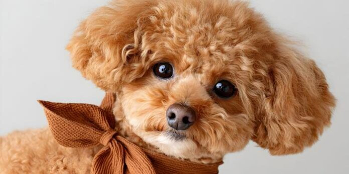 a-cute-brown-toy-poodle-dog-with-a-stylish-knitted-brown-bow-tie-looks-adorably-at-the-camera-against-a-plain-background-photo
