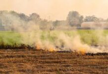 Rogo fatale nel Frusinate: muore carbonizzato mentre brucia sterpaglie