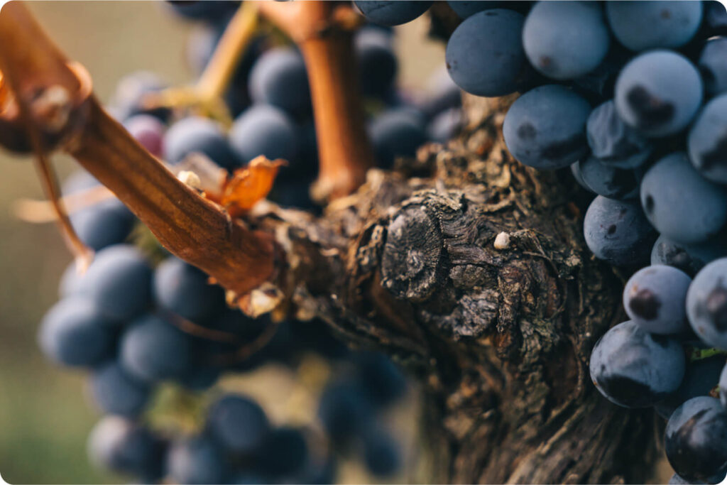 Dalla Toscana a Vinitaly: Vallepicciola racconta il Chianti Classico contemporaneo e le novità internazionali 2 biodiversita 3