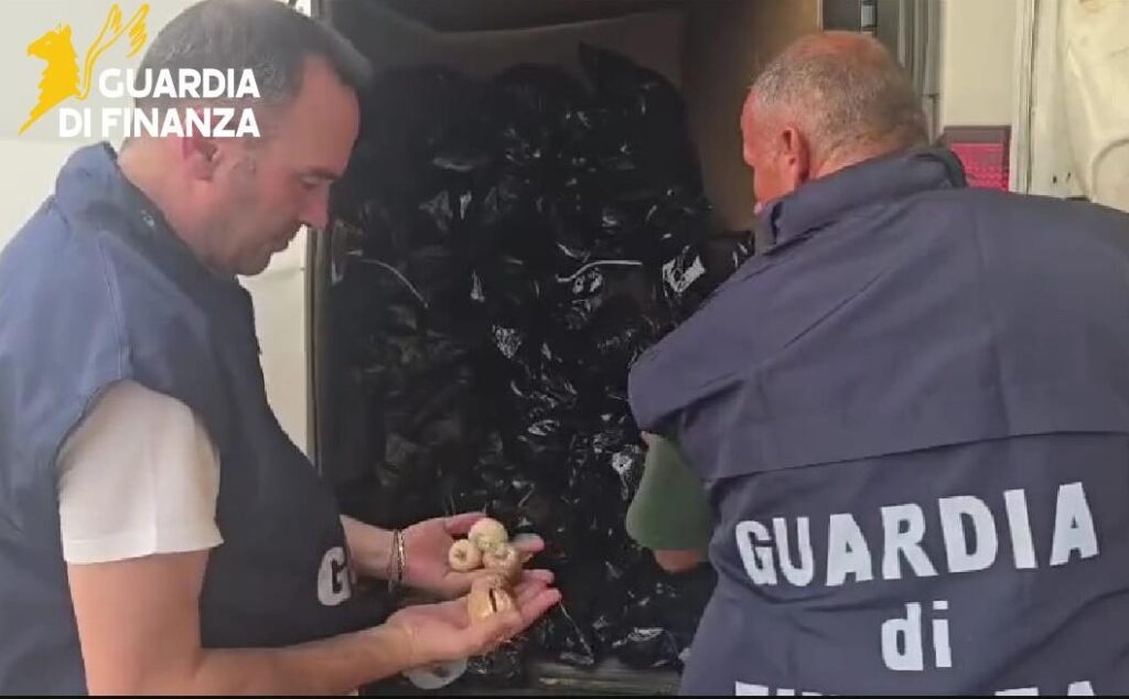aprilia agro pontino guardia di finanza papavero da oppio