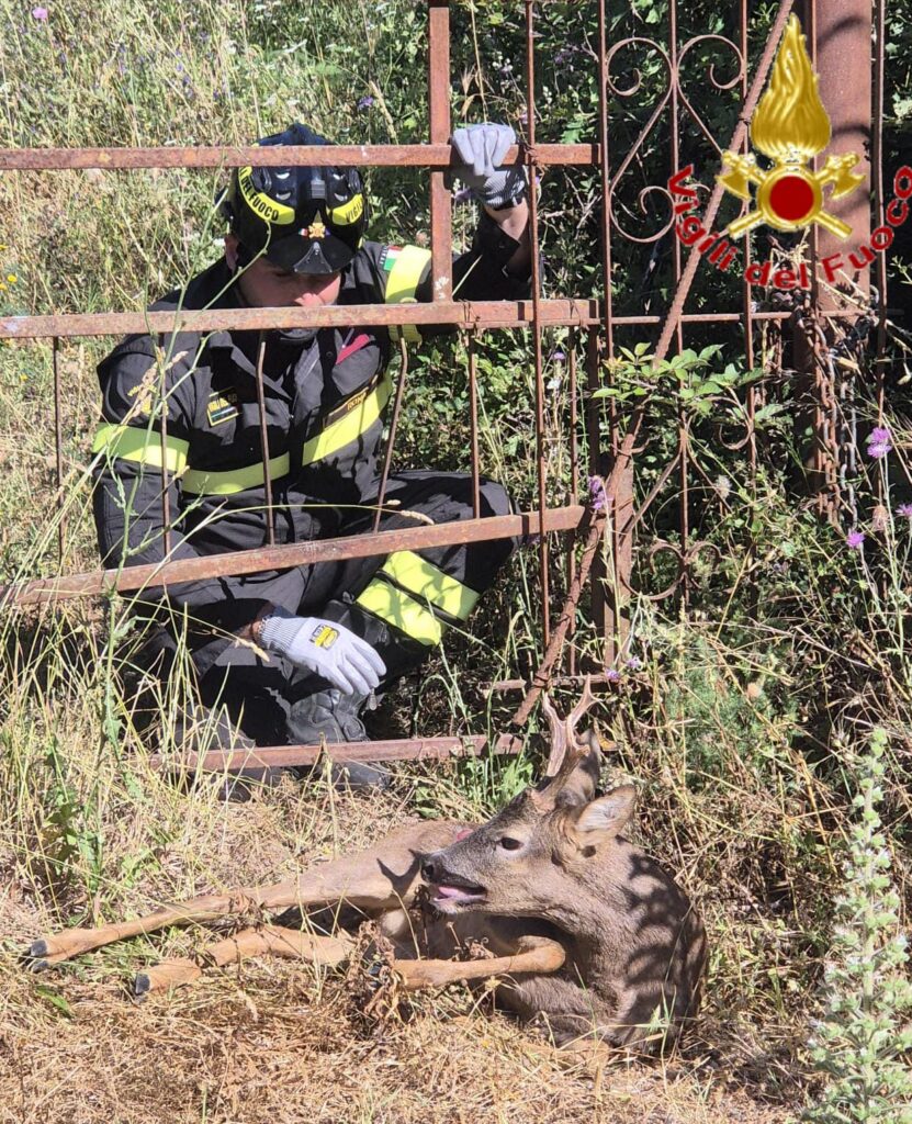 Roma - Cucciolo di cerbiatto resta incastrato in una recinzione: salvato dai Vigili del fuoco e rimesso in libertà 2 WhatsApp Image 2026 06 07 at 10.20.51 2