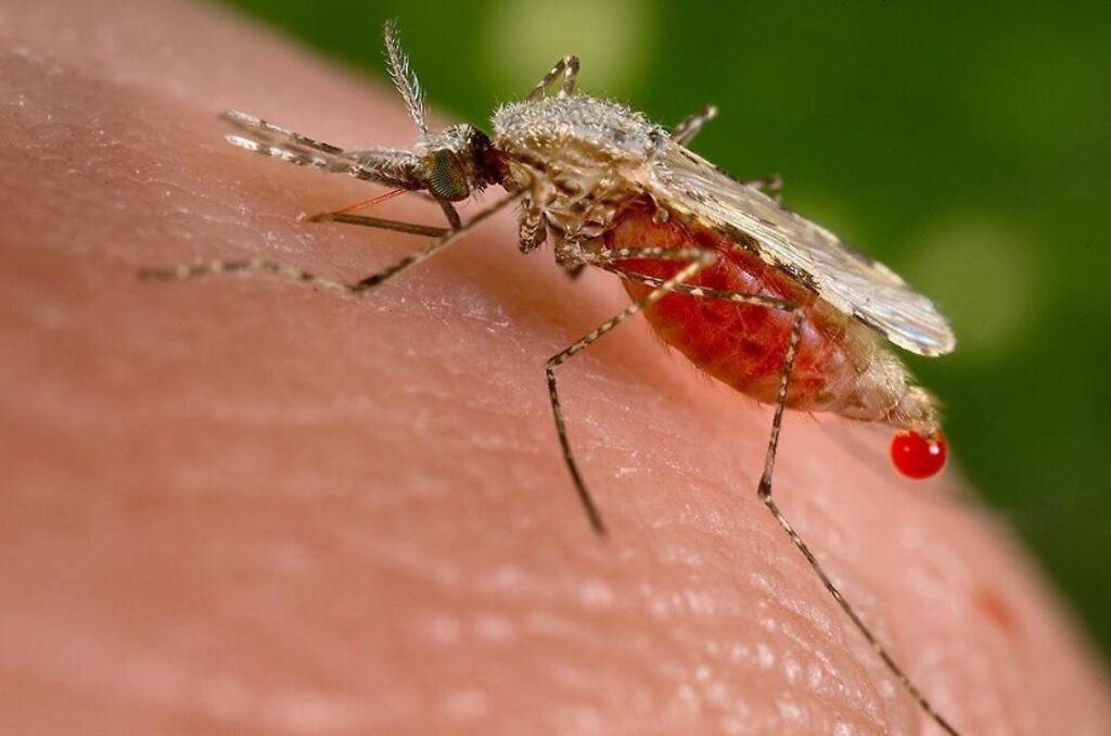 zanzara virus west nile